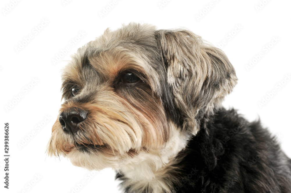 Portrait of an adorable mixed breed dog