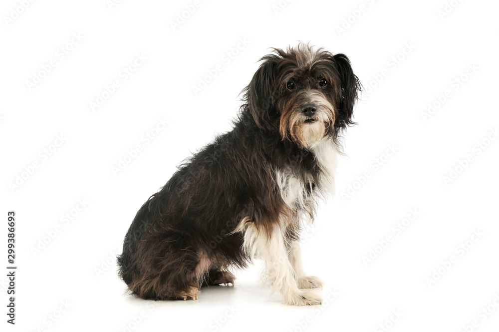 Studio shot of an adorable mixed breed dog Studio shot of an adorable mixed breed dog