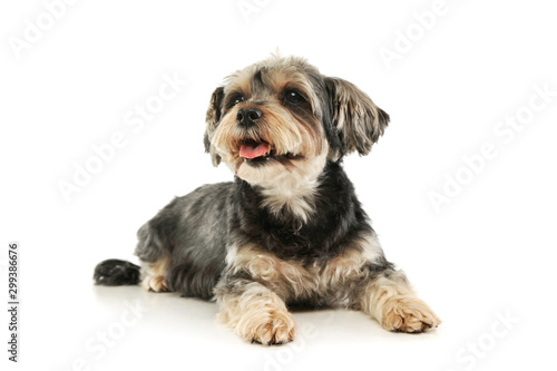 Studio shot of an adorable mixed breed dog