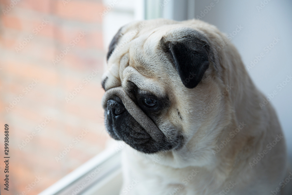 Dog pug looks out the window.
