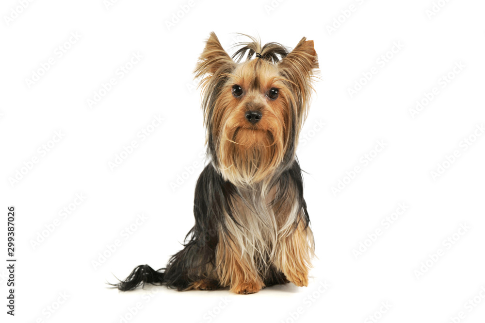 Studio shot of an adorable Yorkshire Terrier Studio shot of an adorable Yorkshire Terrier
