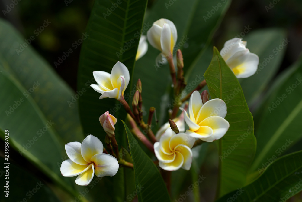 Fototapeta premium Beautiful colorful flowers are blooming 