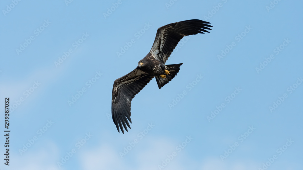 Fototapeta premium A fledgling American Bald Eagle in flight with blue sky.