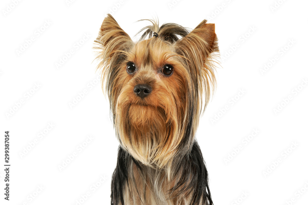 Portrait of an adorable Yorkshire Terrier Portrait of an adorable Yorkshire Terrier