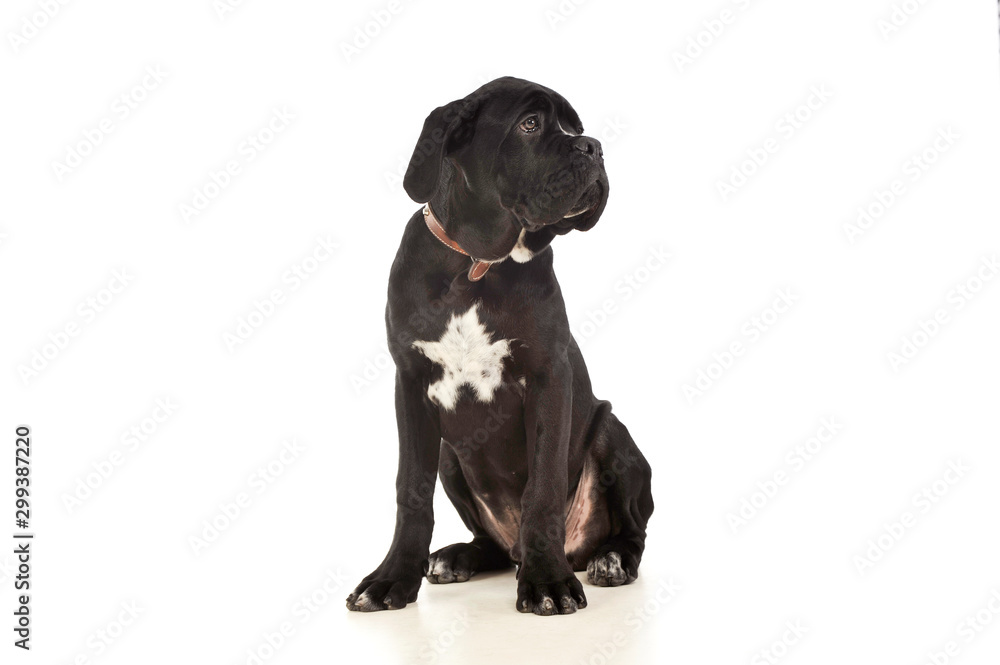 Studio shot of an adorable cane Corso puppy