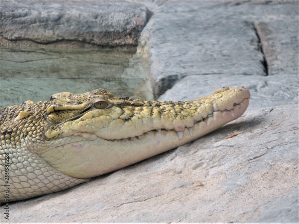 Fototapeta premium alligator