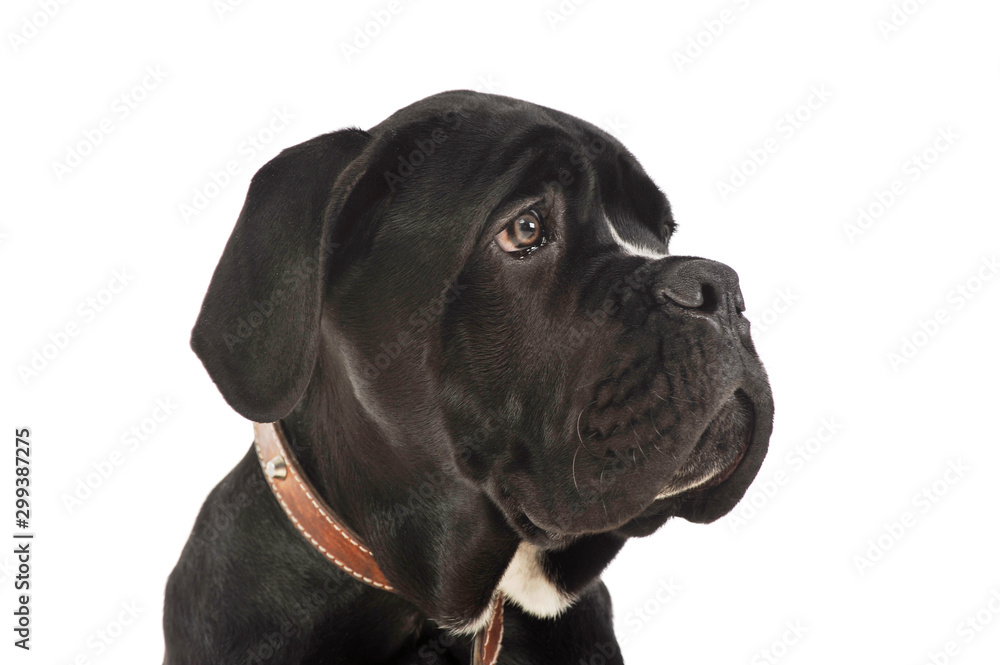 Portrait of an adorable cane Corso puppy Portrait of an adorable cane Corso puppy