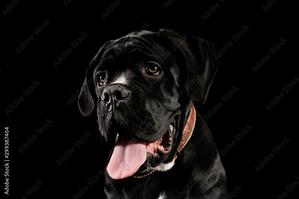 Portrait of an adorable cane Corso puppy