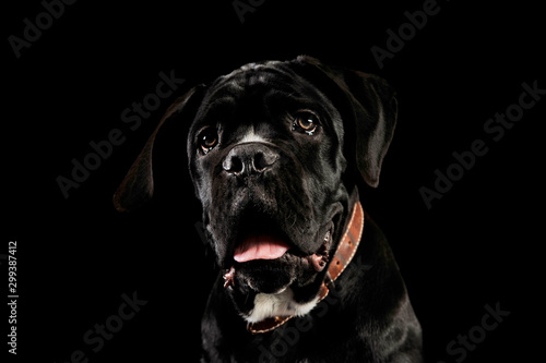 Portrait of an adorable cane Corso puppy