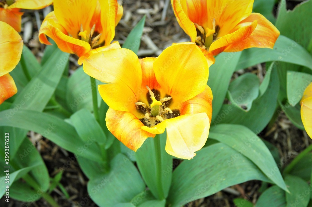 yellow tulips yellow tulips