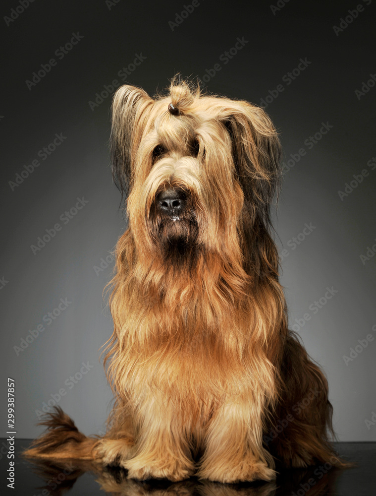 Studio shot of an adorable Berger de Brie Studio shot of an adorable Berger de Brie