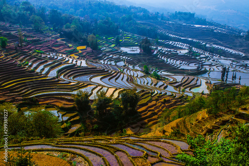 Cuadro en lienzo Yuanyang Honghe Hani Reisterrassen Rice terraces paddies Yunnan China