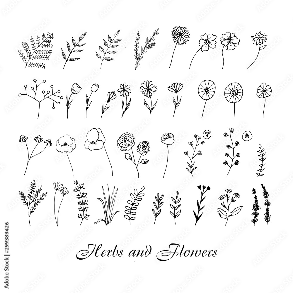 Cute hand drawn set of graphic floral and herbal elements. Doodle ...