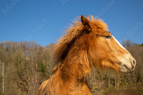 Foal of draft horse in countryside