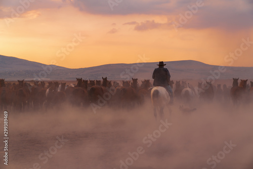 Back view of western cowboy riding horses with dog in dusts in the evening © Bilal