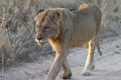 Lion Kruger National Parc South Africa