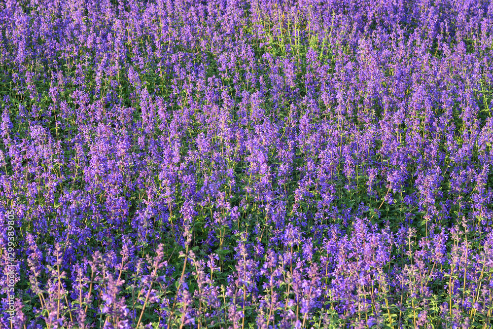 Obraz premium lavender background, lavender field closeup, purple wildflower