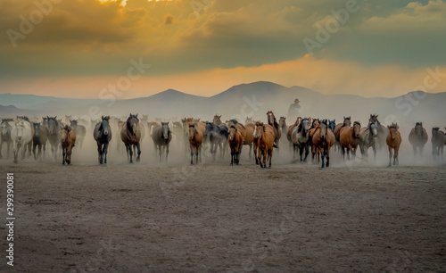 Western cowboy riding horses with in cloud of dust in the sunset