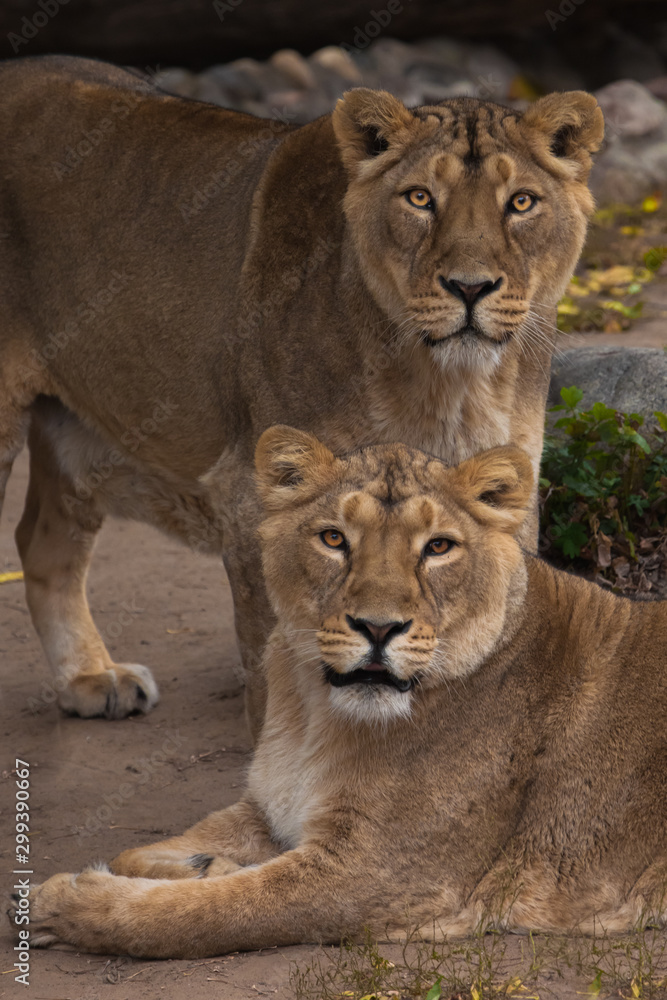 two cats girls girlfriend. Lioness is a large predatory strong and beautiful African cat. two cats girls girlfriend. Lioness is a large predatory strong and beautiful African cat.