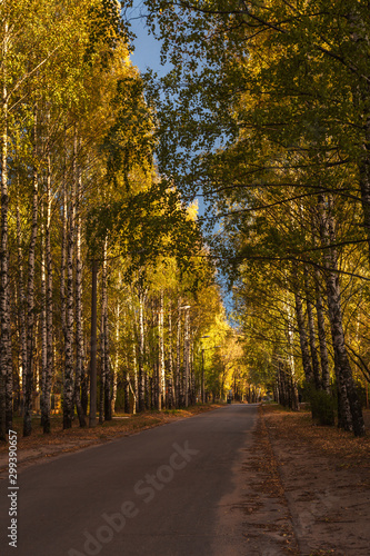 Birch alley in the old part of the city in autumn, Yoshkar-Ola ciy
