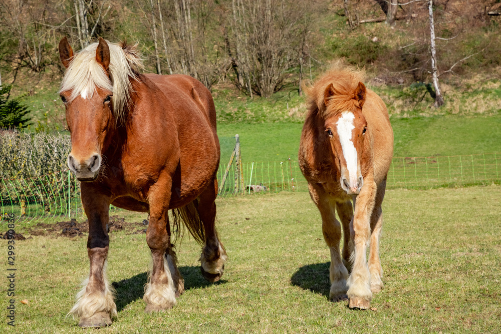 Horses walking in paddock on farm Horses walking in paddock on farm