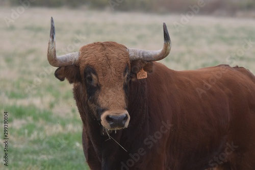 Spanish brave bull