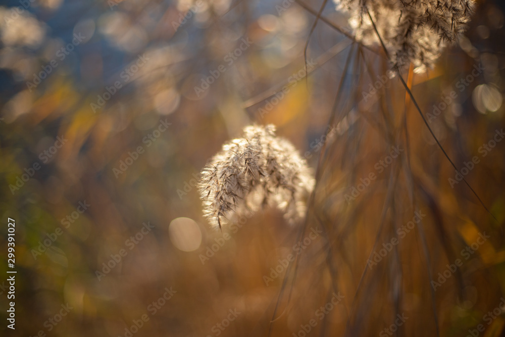 Fototapeta premium Sucha trawa nad jeziorem przy zachodzie słońca
