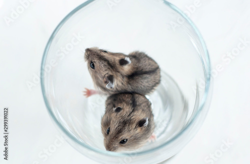 Two hamsters sitting in a glass transparent glass, top-down view. photo