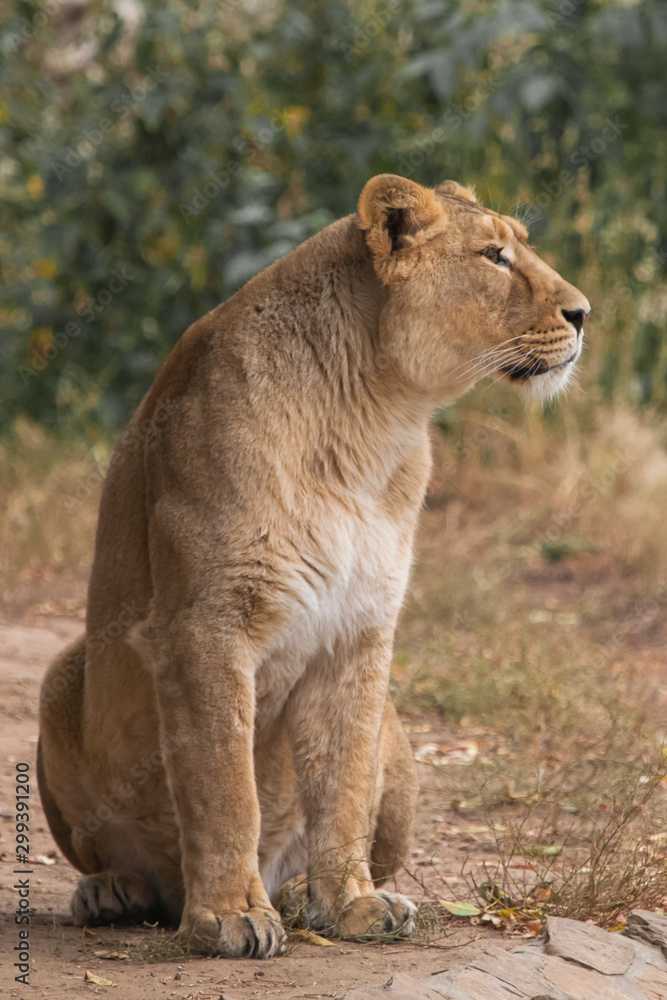 Naklejka premium in profile, ready to act. Lioness is a large predatory strong and beautiful African cat.