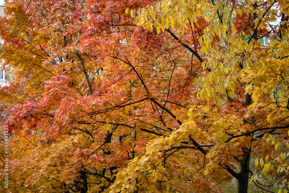 Yellow and burgundy leaves are a good remedy for osteochondrosis Yellow and burgundy leaves are a good remedy for osteochondrosis
