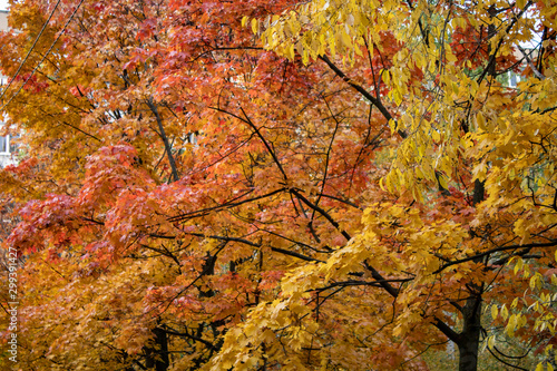 Yellow and burgundy leaves are a good remedy for osteochondrosis