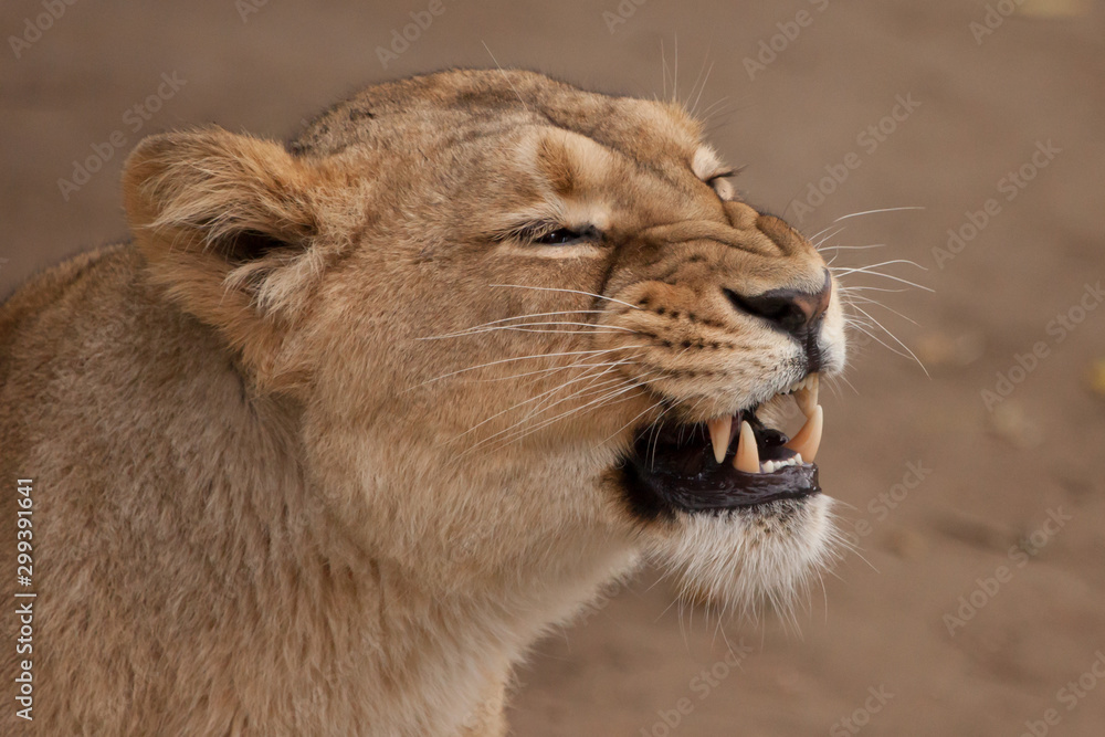 muzzle growls coarsely from the side. Lioness is a large predatory strong and beautiful African cat. muzzle growls coarsely from the side. Lioness is a large predatory strong and beautiful African cat.
