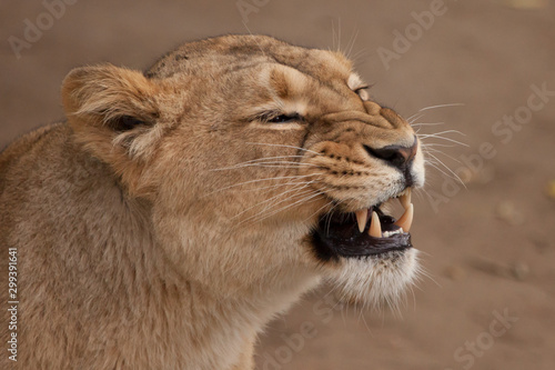 muzzle growls coarsely from the side. Lioness is a large predatory strong and beautiful African cat.
