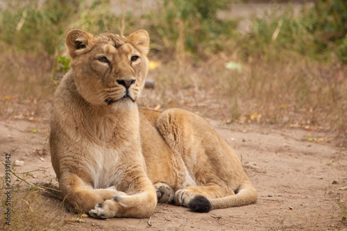 Lioness is a large predatory strong and beautiful African cat.