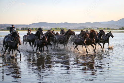Yilki Horses Running in Water  Kayseri  Turkey