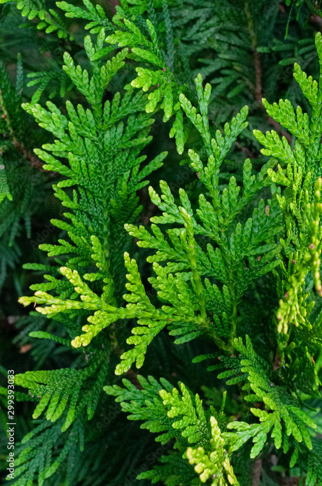 Bright colorful green sprigs thuja, closeup. Bright colorful green sprigs thuja, closeup.