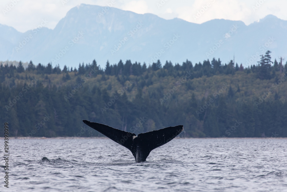 Fototapeta premium Humpback