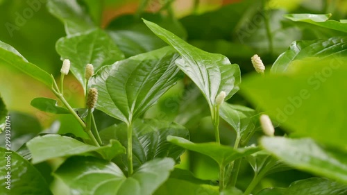 Piper sarmentosum Roxb. (Wildbetal leafbush) : The plant has medicinal properties. Helps nourish the elements, expel flatulence, relieve and expectorant, a high amount of vitamin A and calcium. photo