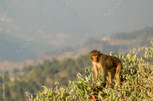 A Rhesus Macaque sits on a tree and surveys the landscapes in the Himalayan town of Kausani in Uttarakhand, India.