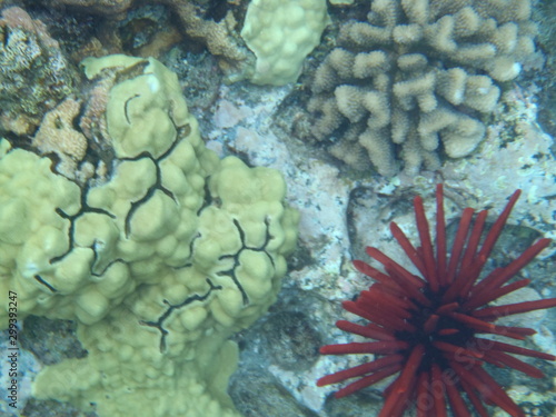 coral and red urchin