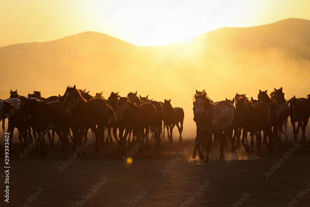 Yilki Horses Running in Field, Kayseri, Turkey Yilki Horses Running in Field, Kayseri, Turkey