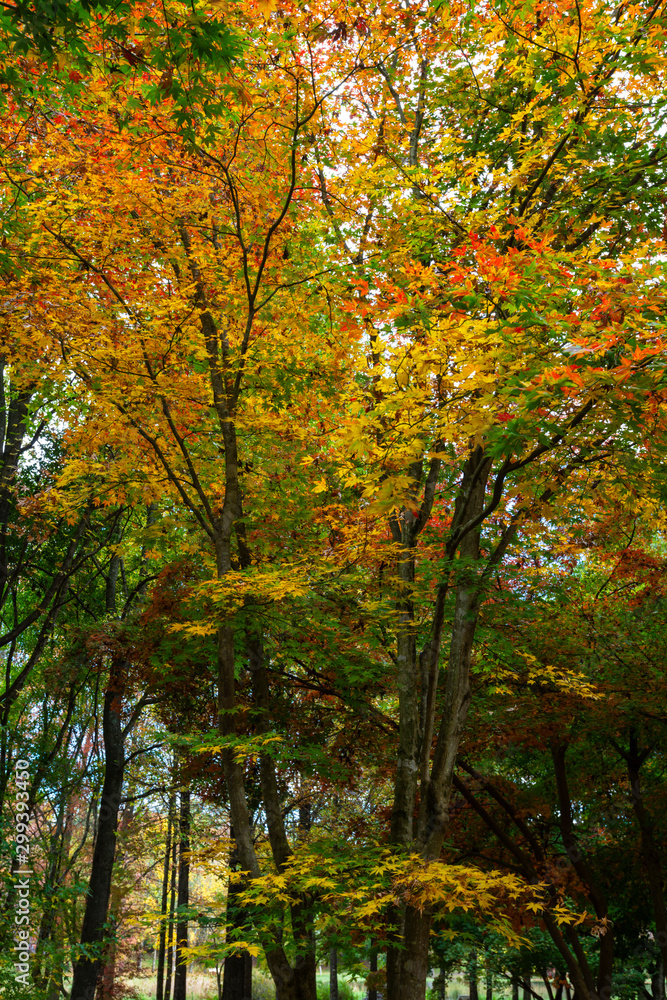 Yellow and orange autumn leaves Yellow and orange autumn leaves