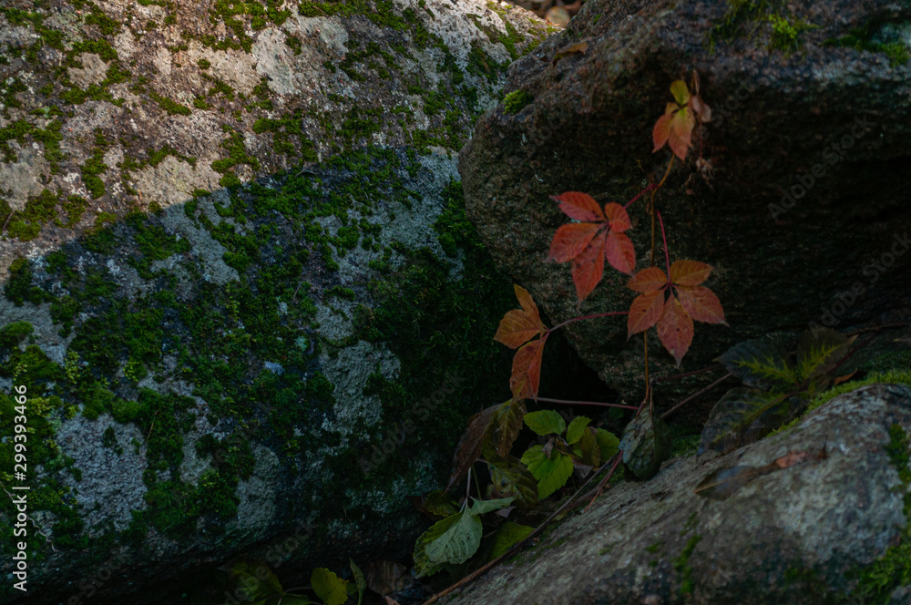 Granite raw stones with green moss, outdoors. Granite raw stones with green moss, outdoors.