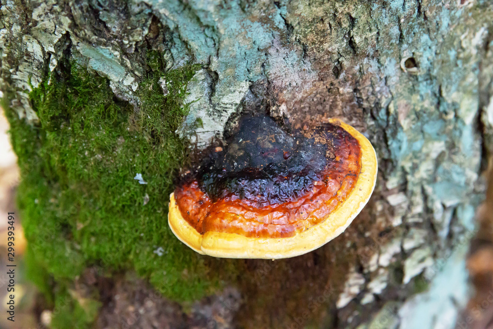 Mushroom-Tinder bordered grows on birch in the forest. Mushroom-Tinder bordered grows on birch in the forest.