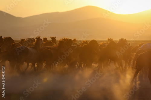 Yilki Horses Running in Field, Kayseri, Turkey © EvrenKalinbacak