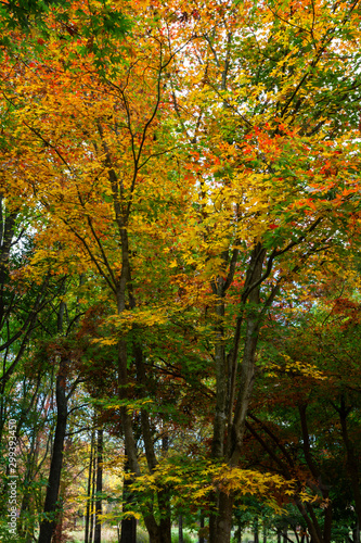 Yellow and orange autumn leaves
