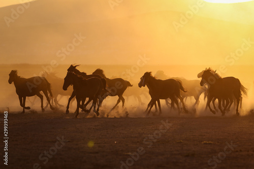 Yilki Horses Running in Field  Kayseri  Turkey