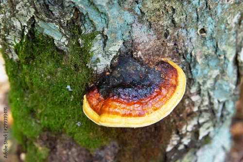 Mushroom-Tinder bordered grows on birch in the forest. photo