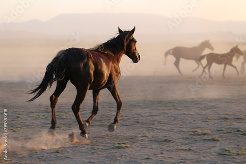 Yilki Horses Running in Field, Kayseri, Turkey