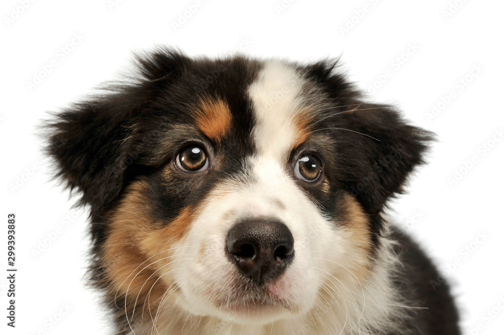 Portrait of an adorable Australian shepherd puppy